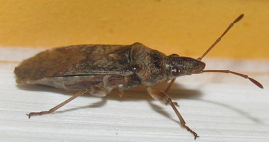 Lygaeidae: Orsillus maculatuus della Turchia